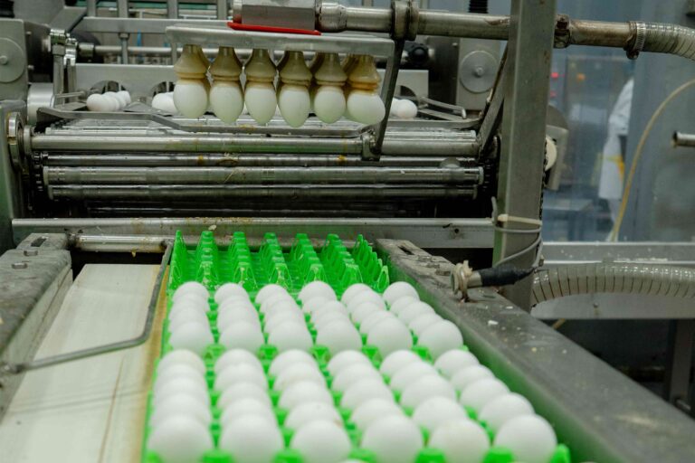 Egg Conveyor